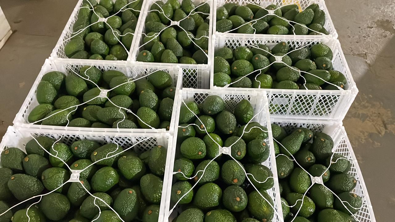 Best Quality Ovocado