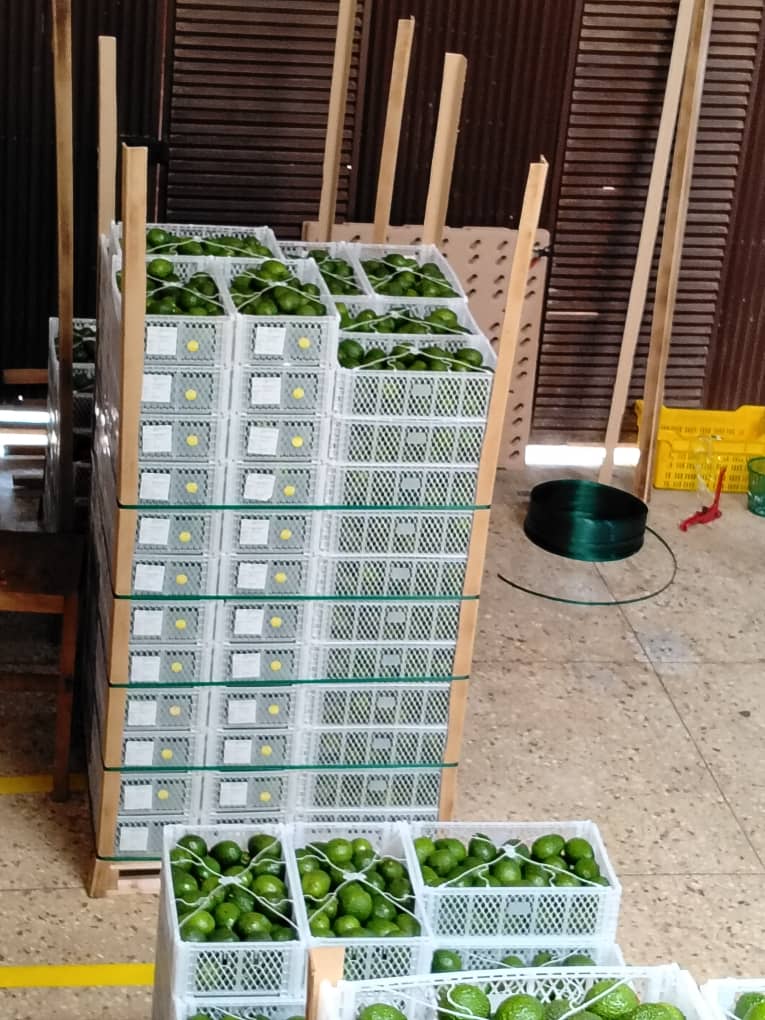 Fresh Export